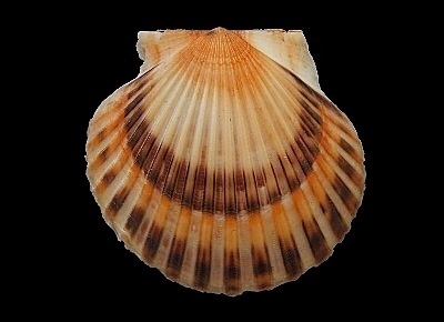 Argopecten irradians irradians